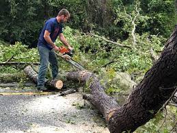 Bean Station, TN  Tree Services Company