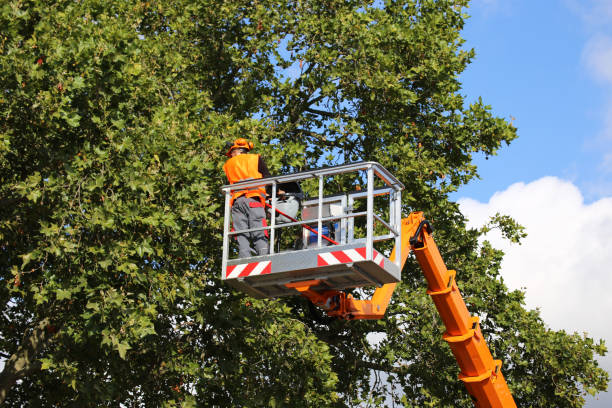 How Our Tree Care Process Works  in  Bean Station, TN